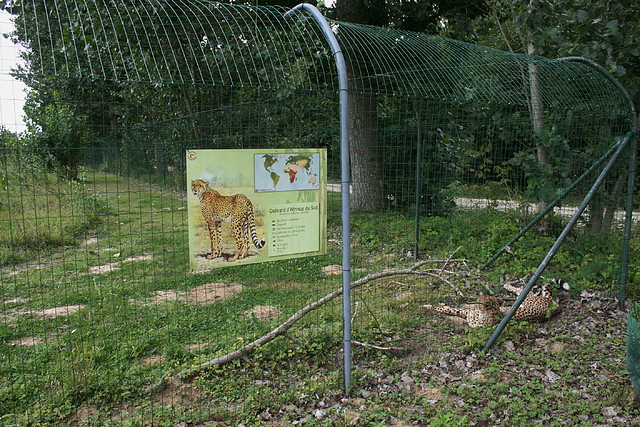 Le Parc des Felins agost 2010 938 Le Parc des Felins agost 2010 938