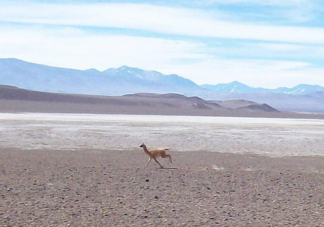 Bordeando el salar de “Pedernales”.