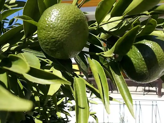 Naranjas verdes en arbol