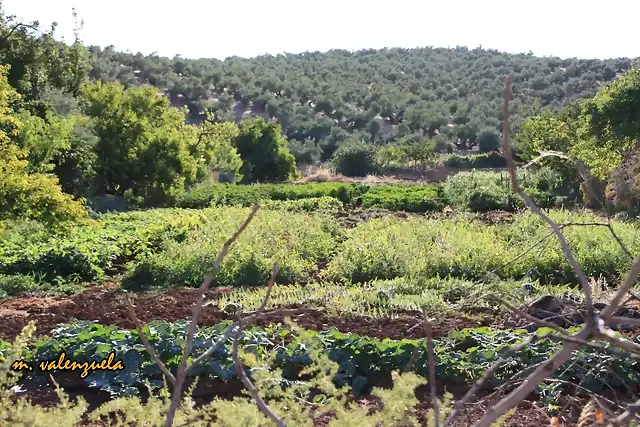 016, huerta de shabichuela, marca