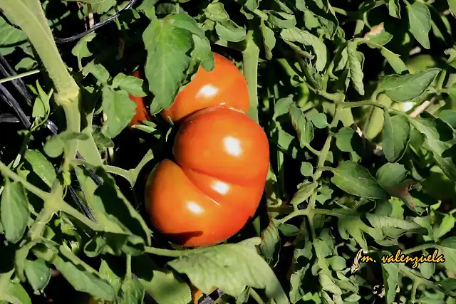 024, tomates 2, marca