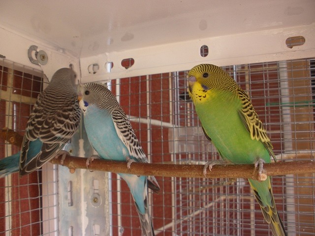 3 grandes 1-10-10 3 grandes 1-10-10