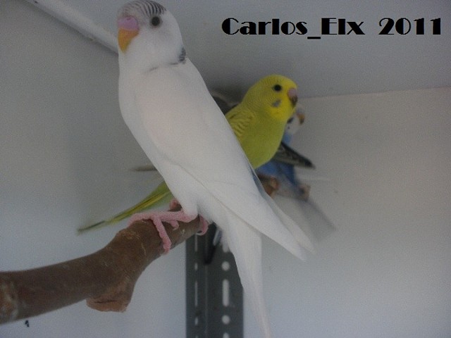 5º foto 21-5-2011 5º foto 21-5-2011
