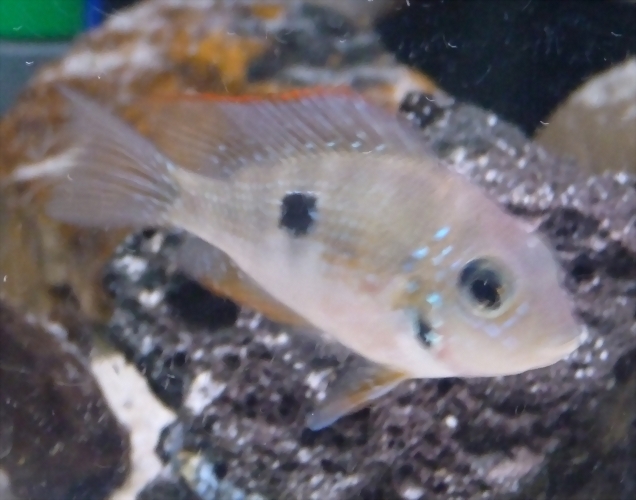 Thorichthys maculipinnis (5-8-17 Zoo Zajac, det as ellioti) Thorichthys maculipinnis (5-8-17 Zoo Zajac, det as ellioti)