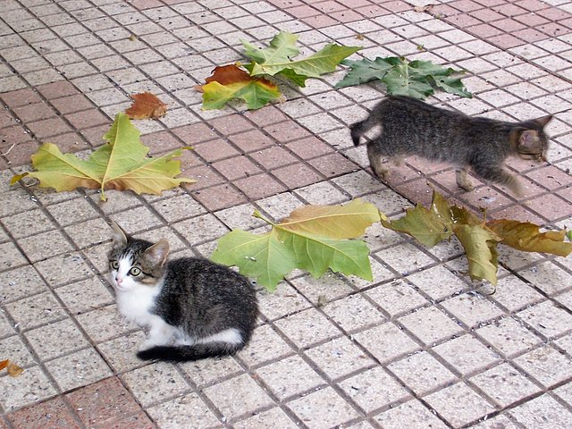 Gatitos en Azofra