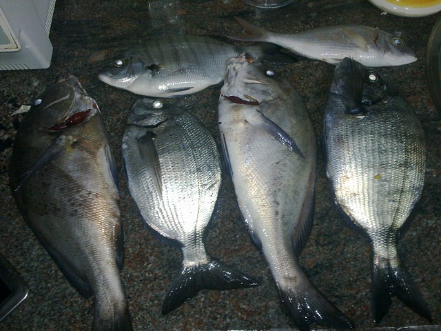borriquetes borriquetes