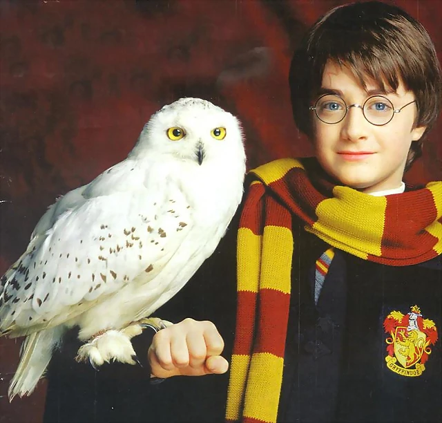 Harry-Potter-Hedwig Harry-Potter-Hedwig