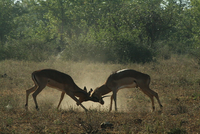 Kruger National Park 28-31 mayo 2009 931 Kruger National Park 28-31 mayo 2009 931