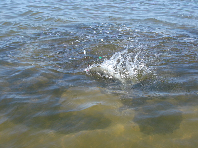 Pesca de lisas en Juan y Juan