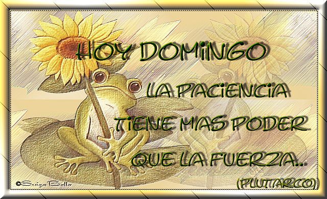 Feliz domingo ranita Feliz domingo ranita