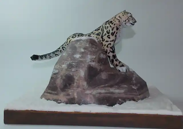 Leopardo de las nieves (5)