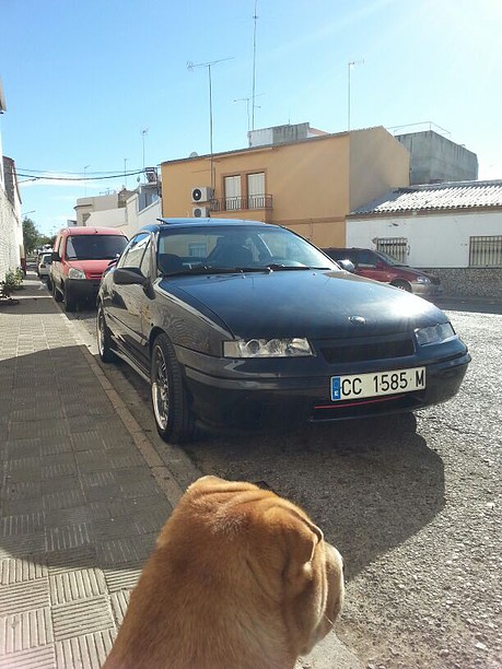 calibra SCA (3)