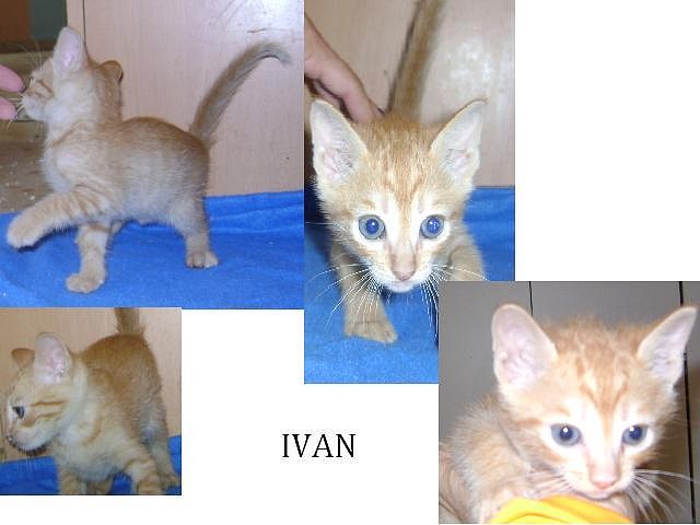 Ivan1