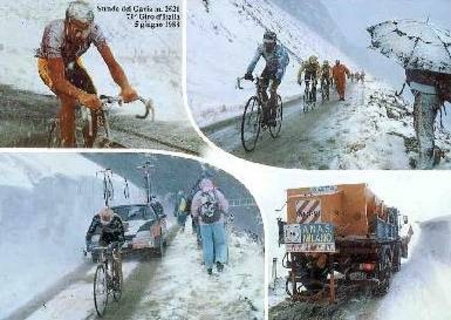 gavia88