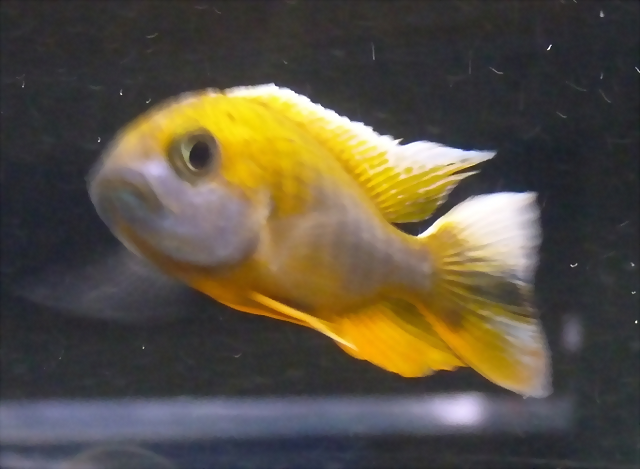 Aulonocara jacobfreibergi Aulonocara jacobfreibergi