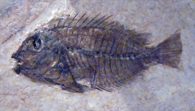 Acanthurus ovalis Acanthurus ovalis