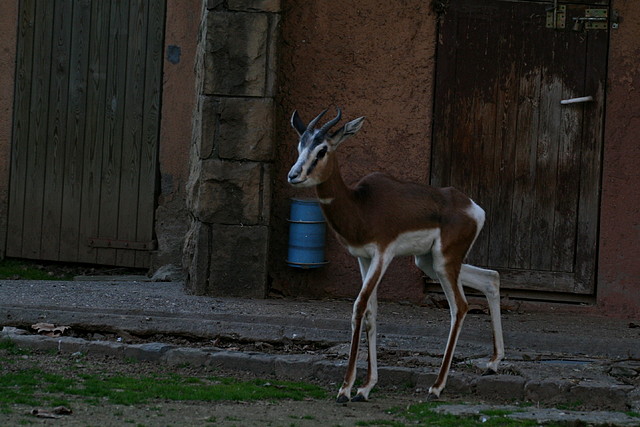 Zoo de Barcelona 09-02-11 330 Zoo de Barcelona 09-02-11 330