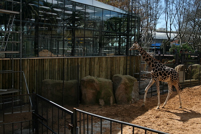Zoo de Barcelona 13-03-11 324 Zoo de Barcelona 13-03-11 324