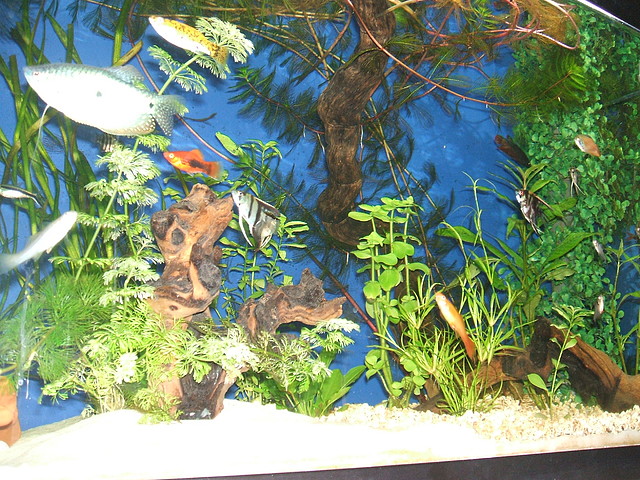DSCF1519 DSCF1519