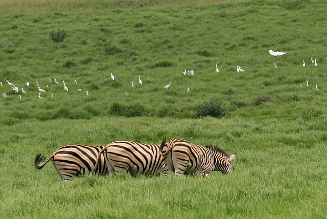 Krugersdorp Game Reserve 24-01-09 156 Krugersdorp Game Reserve 24-01-09 156