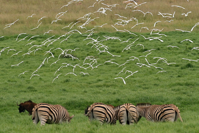 Krugersdorp Game Reserve 24-01-09 160 Krugersdorp Game Reserve 24-01-09 160