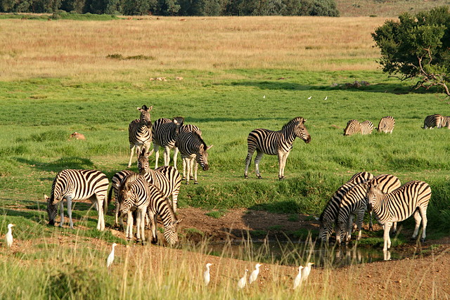 Krugersdorp Game Reserve 22-3-09 103 Krugersdorp Game Reserve 22-3-09 103