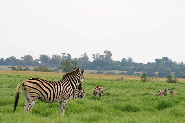 Krugersdorp Game Reserve 24-01-09 171 Krugersdorp Game Reserve 24-01-09 171
