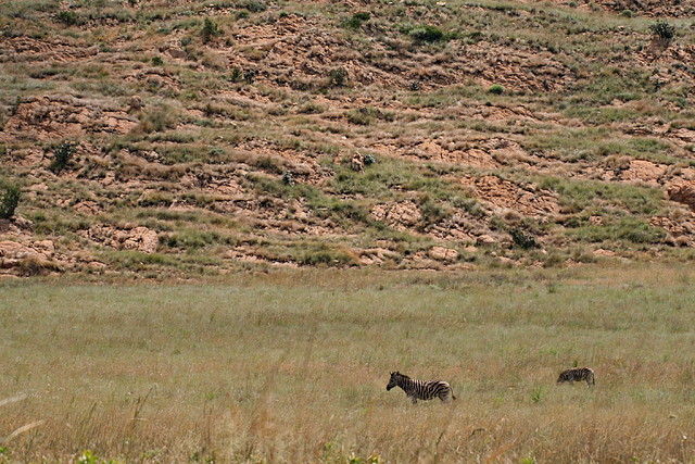 Kgaswane Nature Reserve 14-02-09 039 Kgaswane Nature Reserve 14-02-09 039
