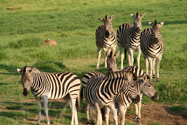 Krugersdorp Game Reserve 22-3-09 105 Krugersdorp Game Reserve 22-3-09 105