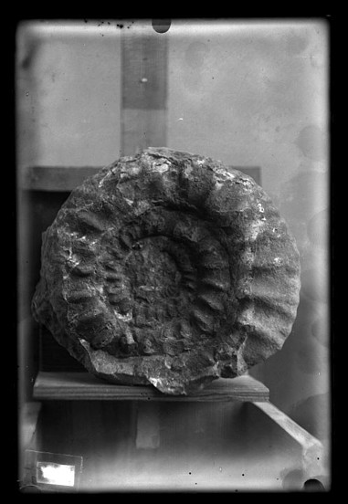 ammonites sierra Cant?n.1915.Jim?nez Cisneros Hervas ammonites sierra Cant?n.1915.Jim?nez Cisneros Hervas