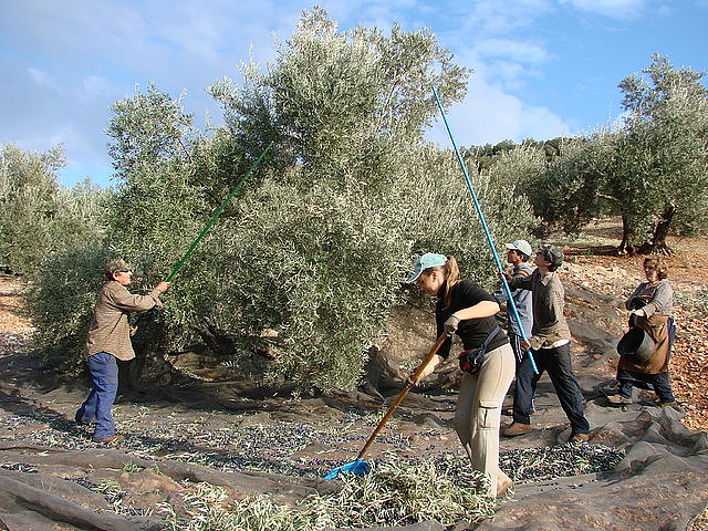 Vareando las aceitunas (torrealver)