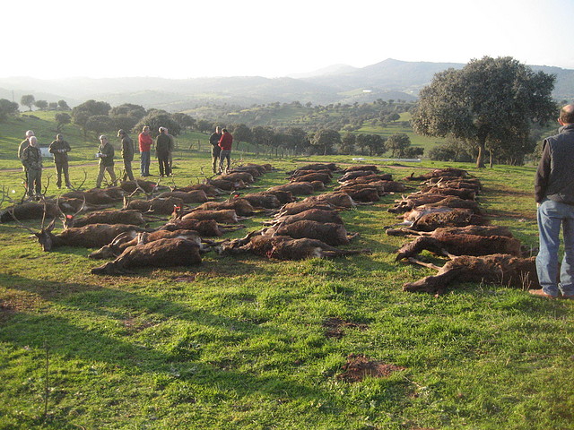 VAQUETAS 20.01.2011 019