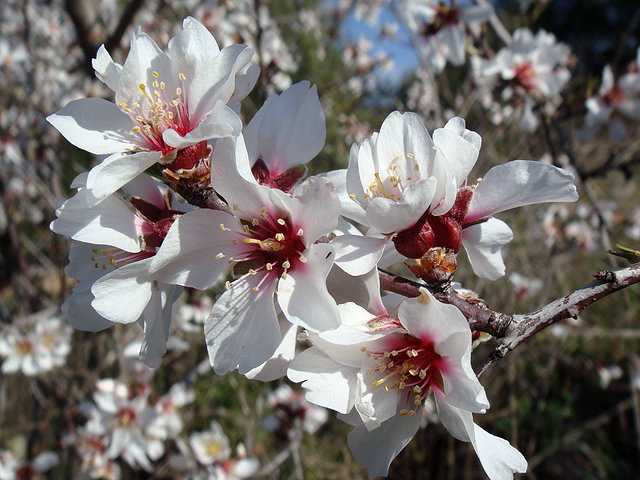 FLOR DEL ALMENDRO