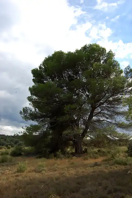 Pinus halepensis (2)