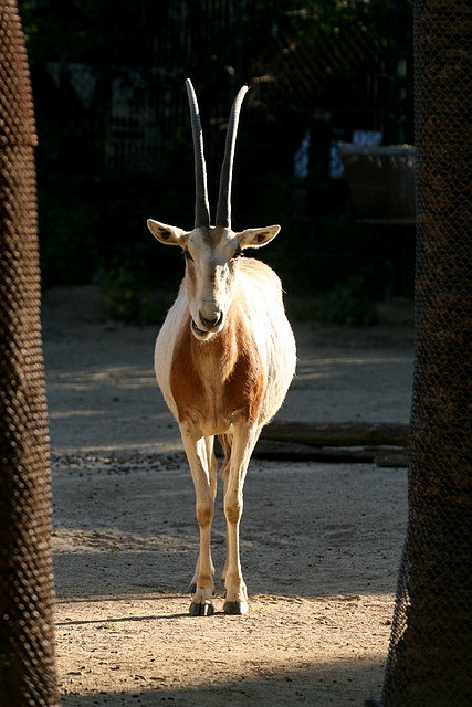 Zoo de Barcelona 07-04-11 640 Zoo de Barcelona 07-04-11 640