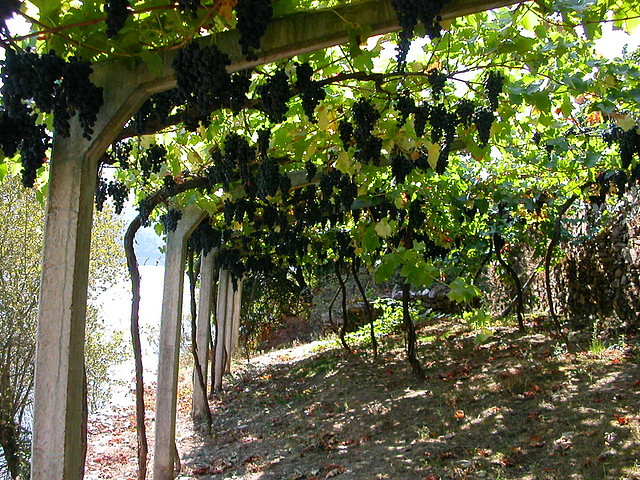 DSCN7558 DSCN7558