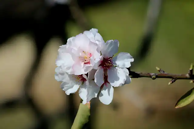 flor de almendro 2