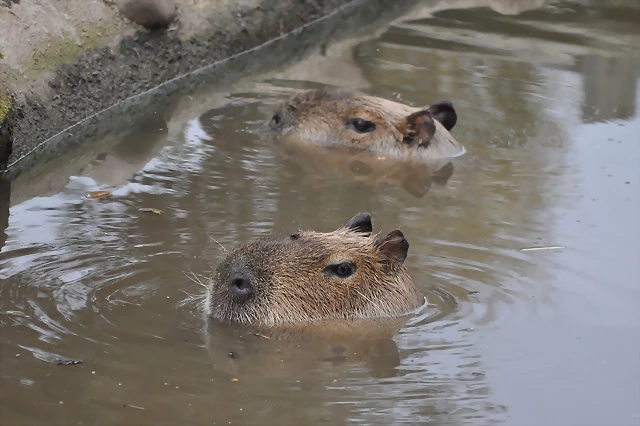 CAPIBARA