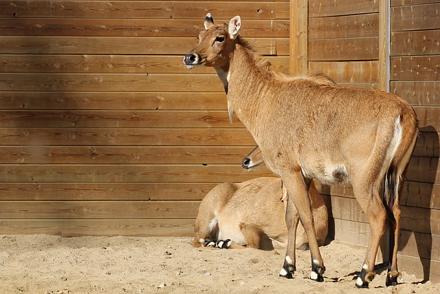 Zoo de Barcelona 25-12-11 318 Zoo de Barcelona 25-12-11 318