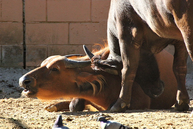 Zoo de Barcelona 25-12-11 295 Zoo de Barcelona 25-12-11 295