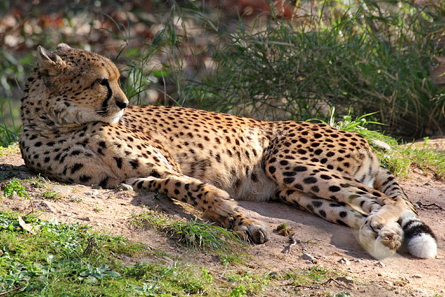 Zoo de Barcelona 25-12-11 313 Zoo de Barcelona 25-12-11 313
