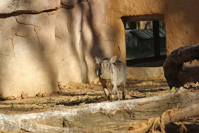 Zoo de Barcelona 25-12-11 080 Zoo de Barcelona 25-12-11 080