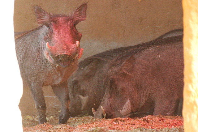 Zoo de Barcelona 25-12-11 066 Zoo de Barcelona 25-12-11 066
