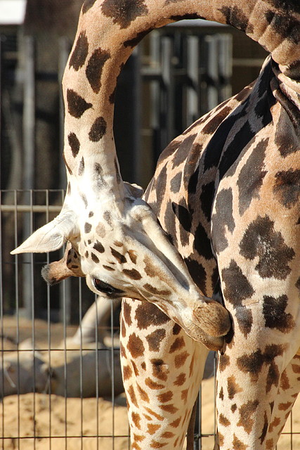 Zoo de Barcelona 25-12-11 108 Zoo de Barcelona 25-12-11 108