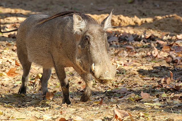 Zoo de Barcelona 25-12-11 076 Zoo de Barcelona 25-12-11 076