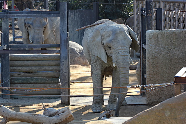 Zoo de Barcelona 25-12-11 124 Zoo de Barcelona 25-12-11 124