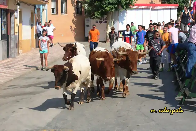 06, cabestros por la avenida, marca