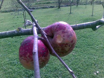 Manzanas