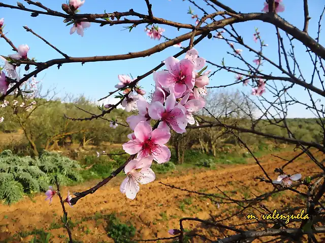 09, ALBARICOQUE, MARCA VALE 2