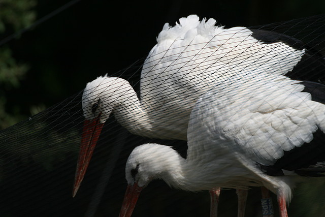Zoo de Barcelona 15-09-2010 139 Zoo de Barcelona 15-09-2010 139